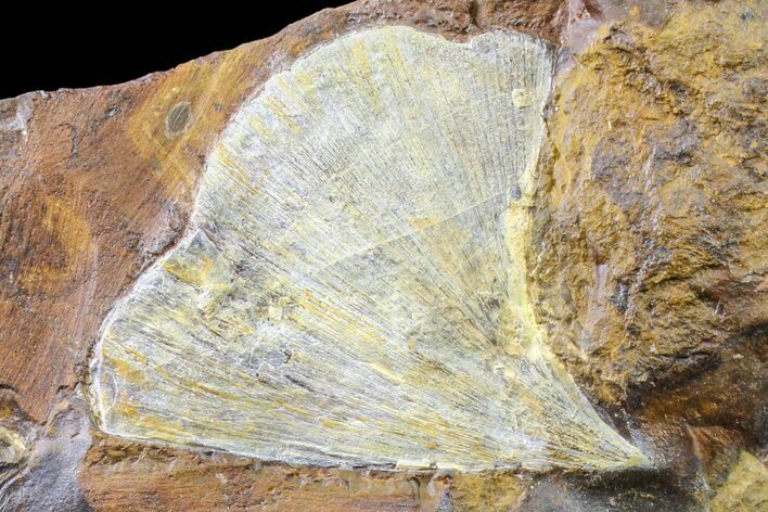Fossil Ginkgo Leaf From North Dakota - Paleocene #163211